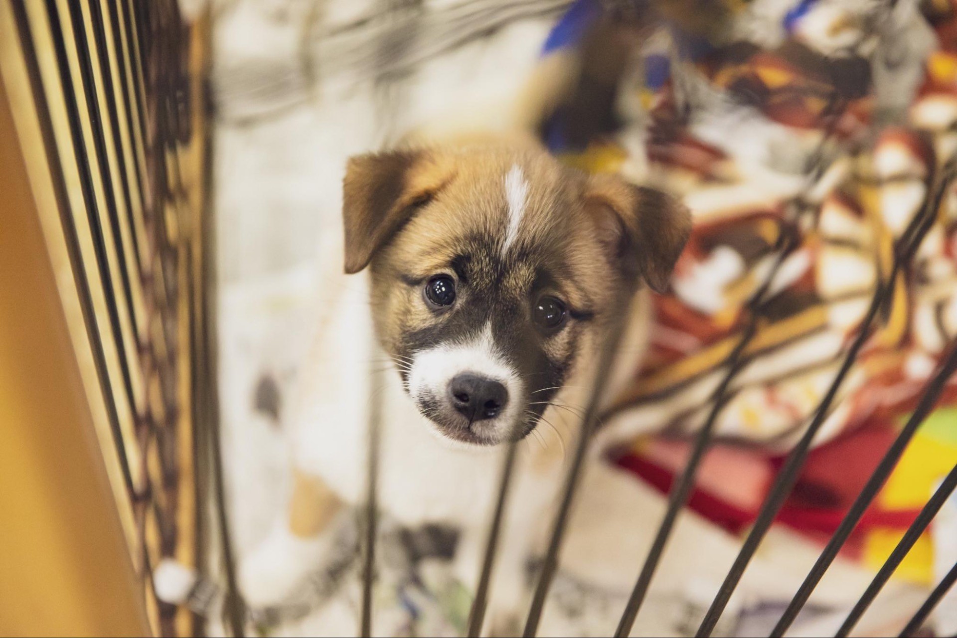 殺処分ゼロを目指して。犬たちのいのちと未来を守る遺贈寄付/ ピースワンコ・ジャパン
